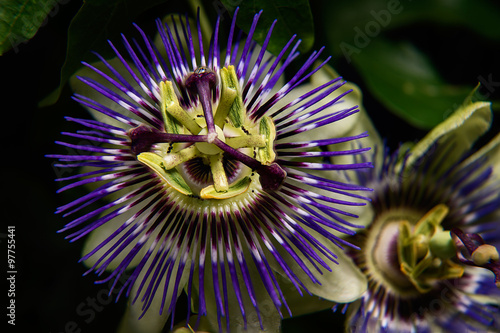 Passiflora Caerulea