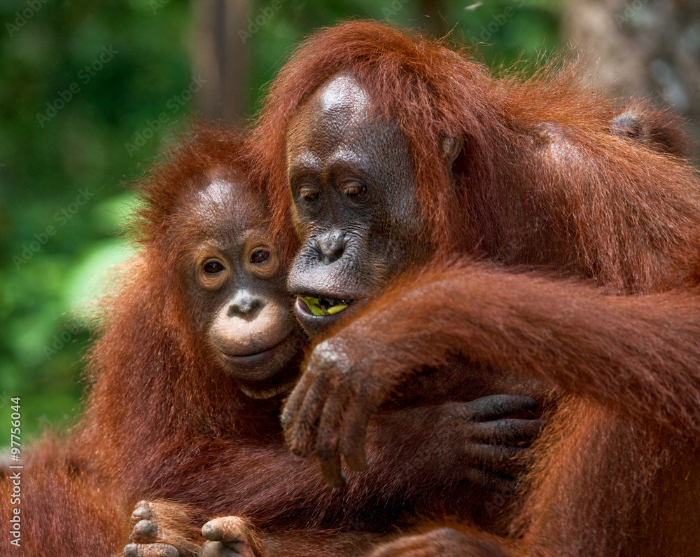 Portrait of a female orangutan with a baby in the wild. Indonesia. The island of Kalimantan (Borneo). An excellent illustration. Portrait of a female orangutan with a baby in the wild. Indonesia. The island of Kalimantan (Borneo). An excellent illustration.