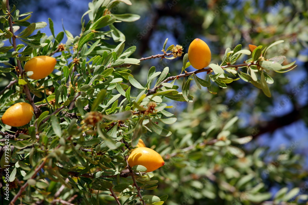 Fruits of Argan tree (Argania spinosa) on the branch 
 