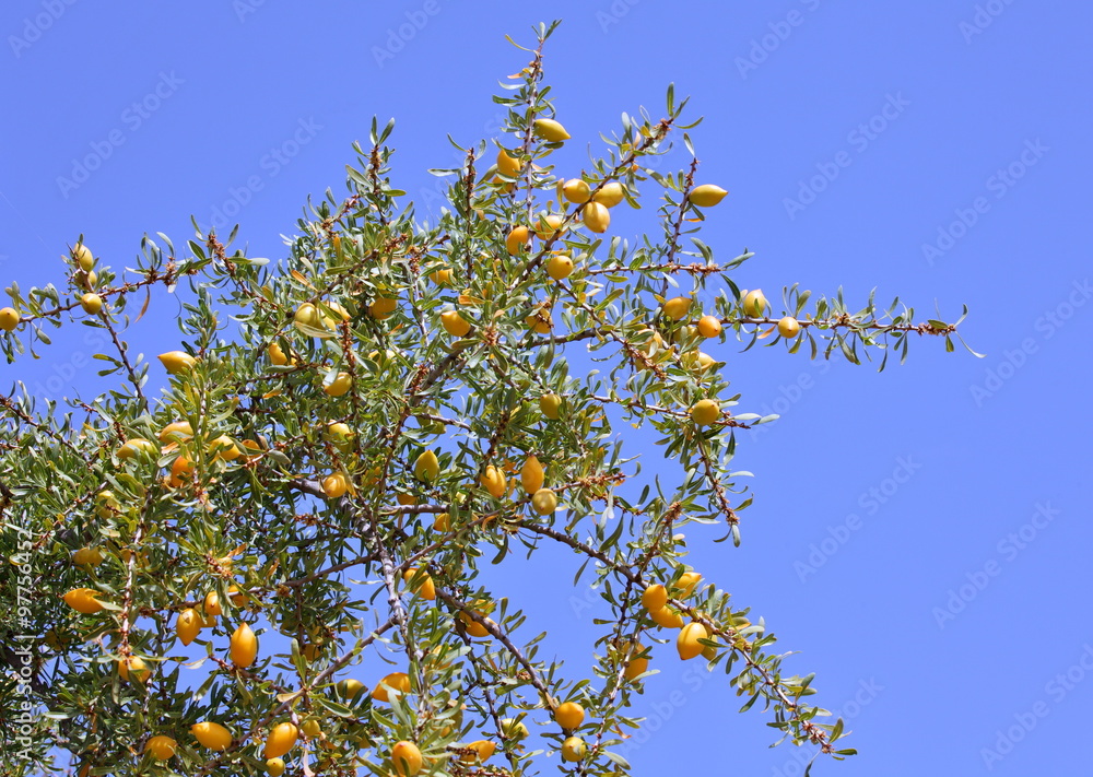 Fruits of Argan tree (Argania spinosa) on the branch
Fruits of Argan tree (Argania spinosa) on the branch