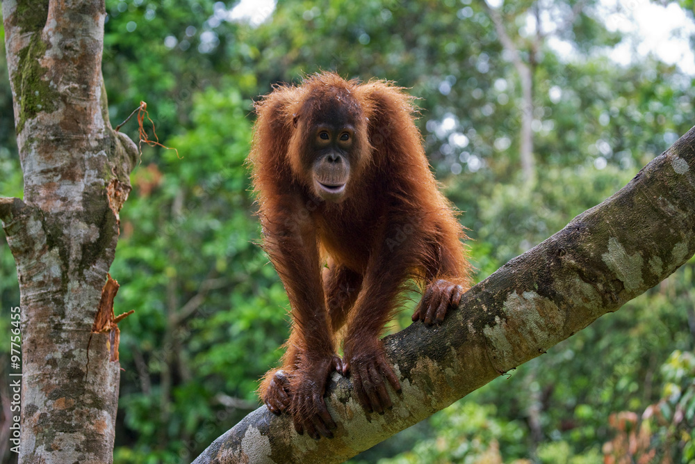 Fototapeta premium A baby orangutan in the wild. Indonesia. The island of Kalimantan (Borneo). An excellent illustration.