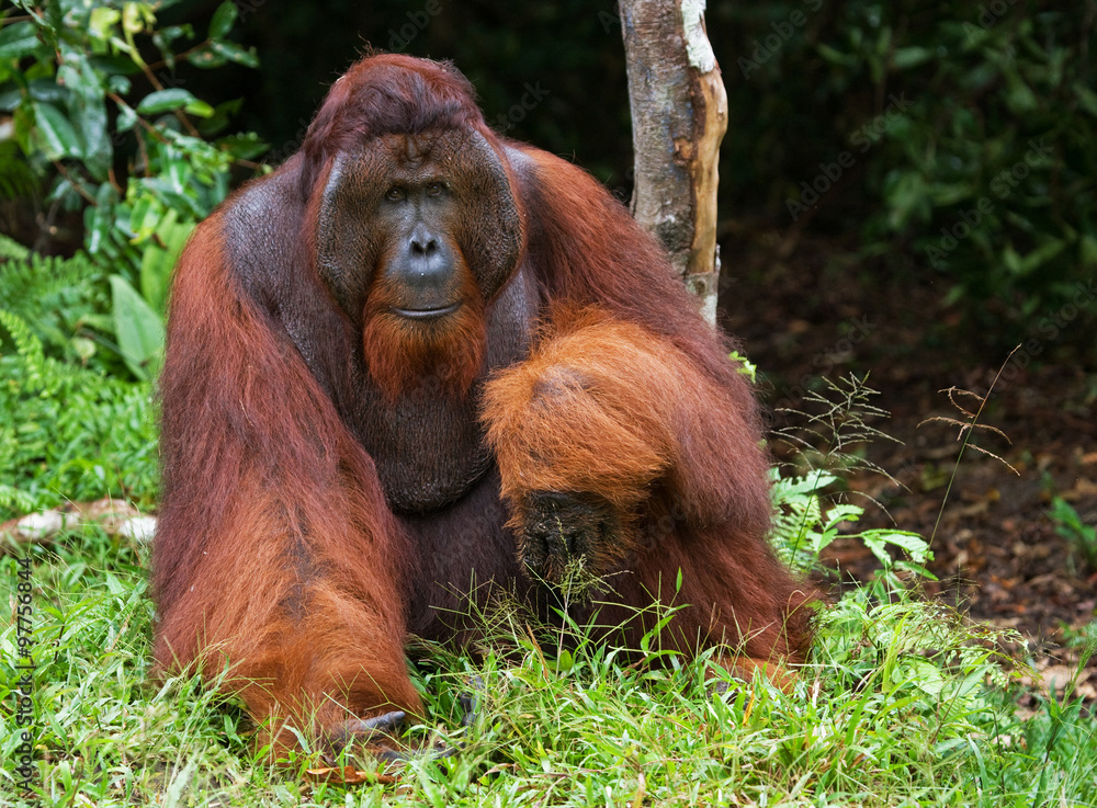 Fototapeta premium Dominant male orangutan sitting on the ground. Indonesia. The island of Kalimantan (Borneo). An excellent illustration.