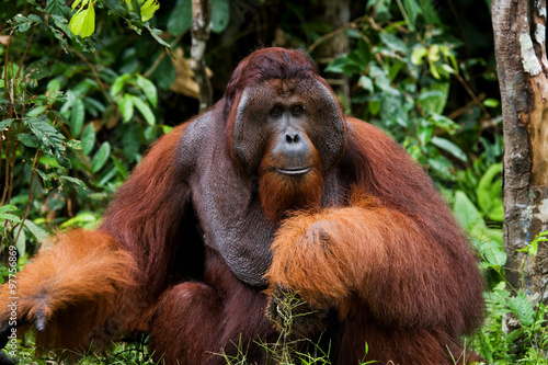 Dominant male orangutan sitting on the ground. Indonesia. The island of Kalimantan  Borneo . An excellent illustration.