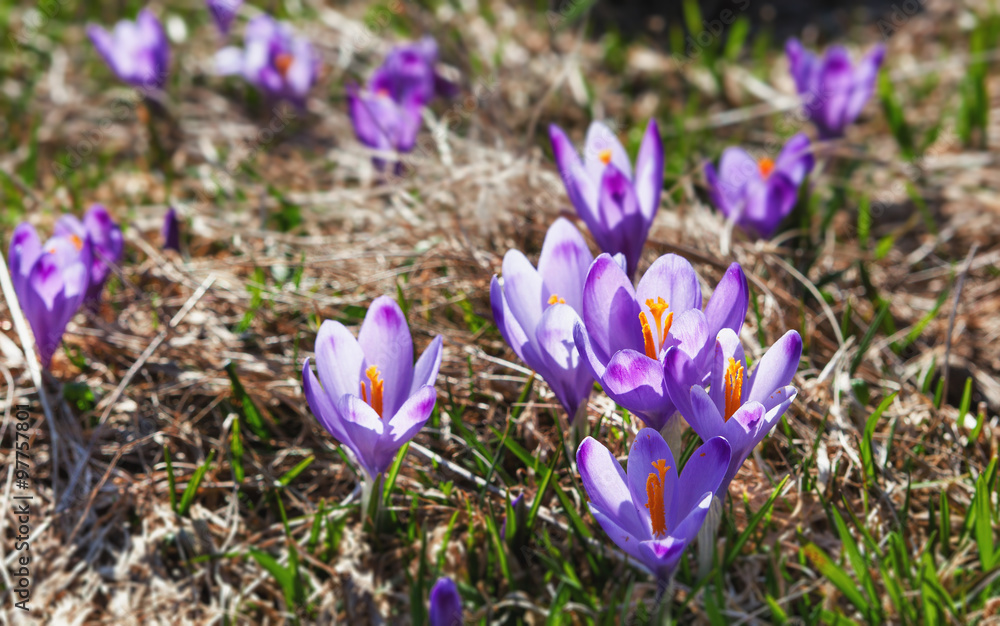 mountain meadow in spring, covered with many crocus flowers
mountain meadow in spring, covered with many crocus flowers