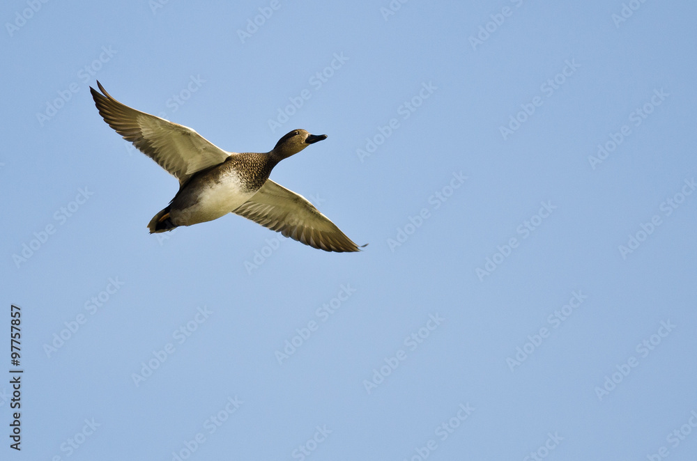 Fototapeta premium Single Gadwall Flying in a Blue Sky