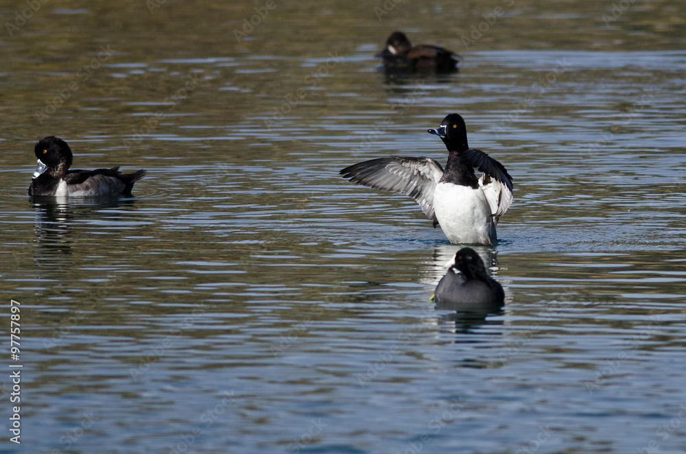 Fototapeta premium Ring-Necked Duck Stretching Its Wings While Resting on the Water