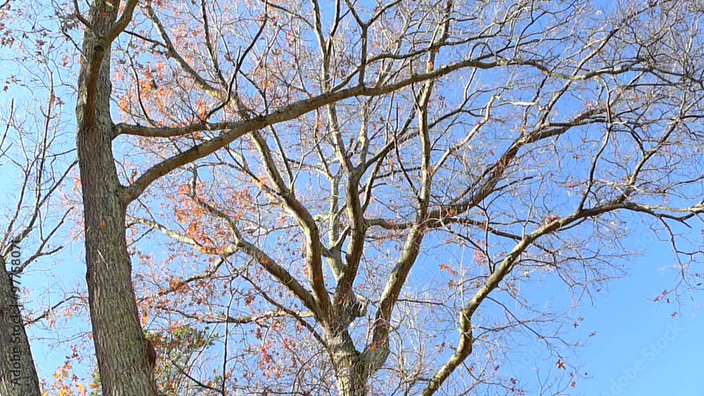 slow motion of falling pin oak leaf under sunny blue sky slow motion of falling pin oak leaf under sunny blue sky
