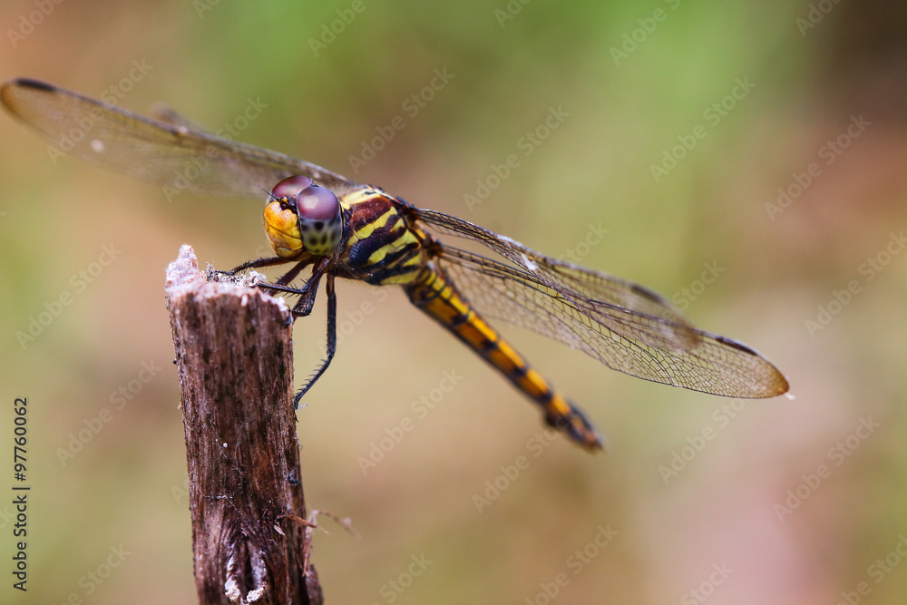 Dragonfly Dragonfly