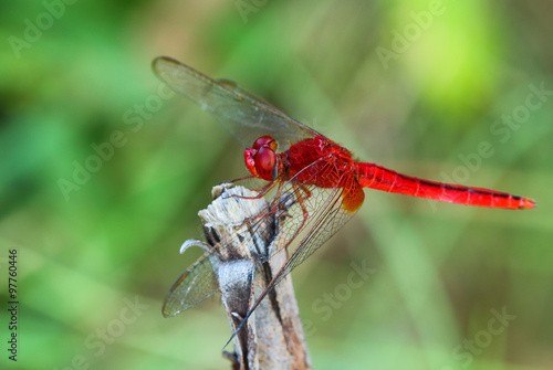 Dragonfly