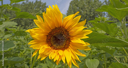 Sunflower in a field in summer