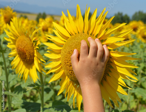 Fototapeta Naklejka Na Ścianę i Meble -  Sunflower