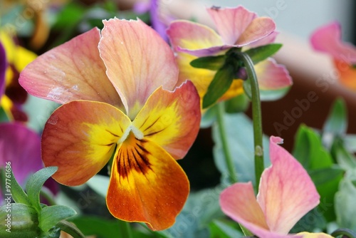 Violet - Pansy