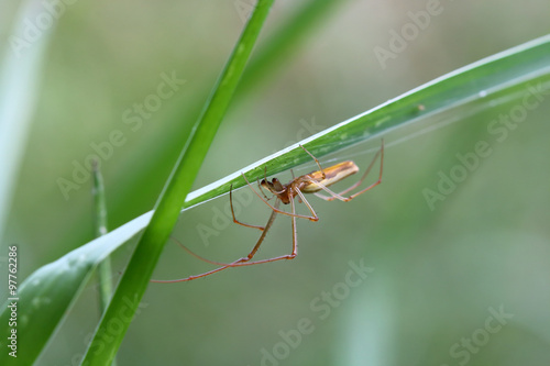 Wallpaper Mural Spider lives on grass Torontodigital.ca