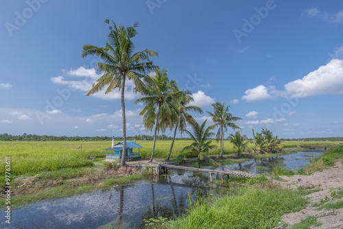 View of paddy field and coconut palm tree at in Sungai Rambai Village Malacca Malaysia