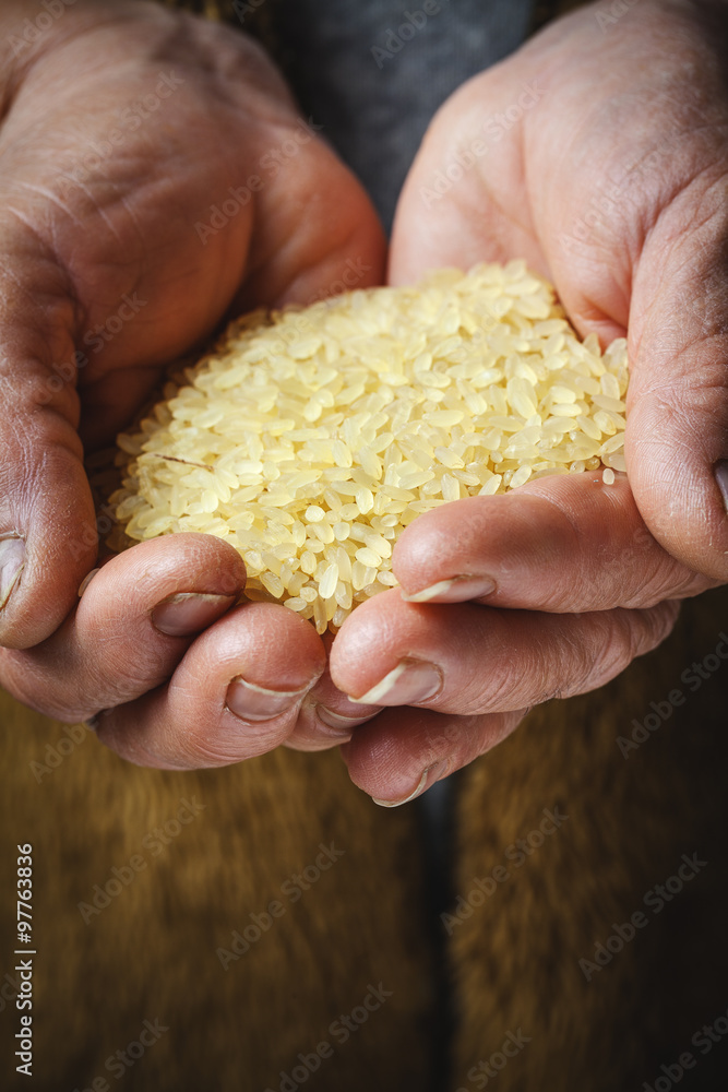 brown rice in old hand brown rice in old hand