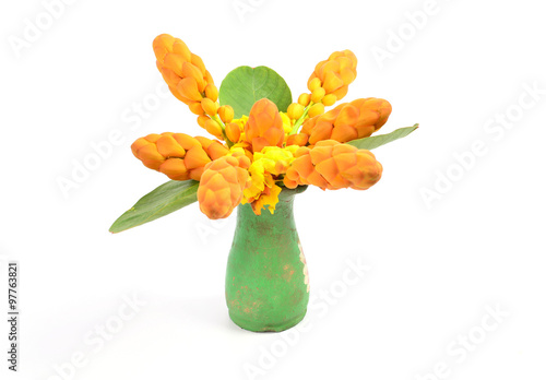 Yellow candle bush flower on white background photo