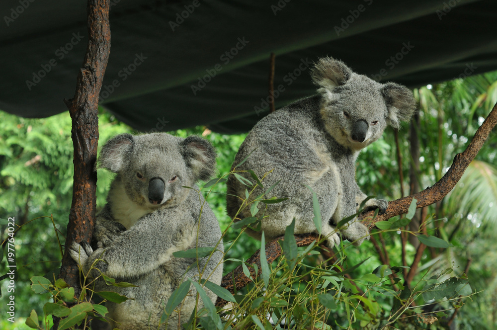 Fototapeta premium Two koalas in a tree