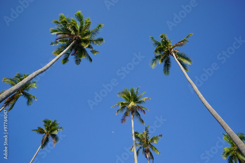View of coconut tree taken from low angle