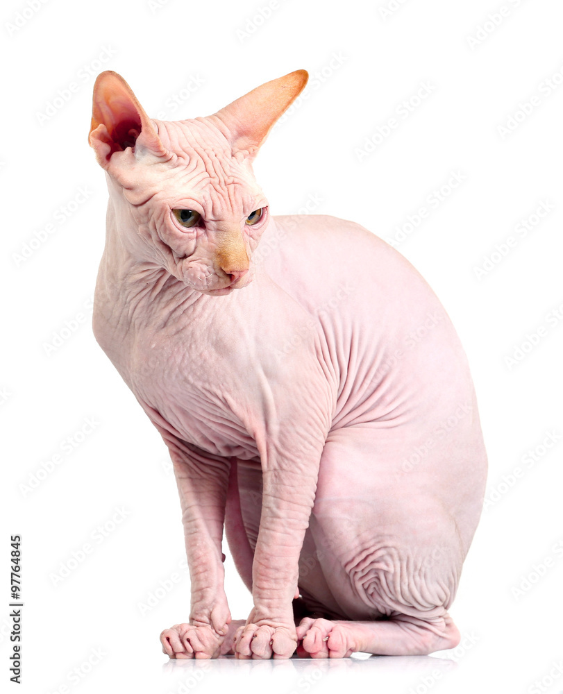 Cat sphynx, isolated on white