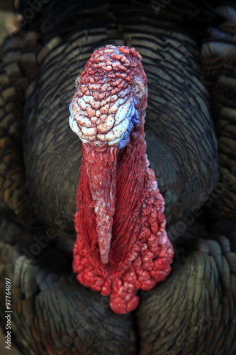 portrait of an old farm turkey