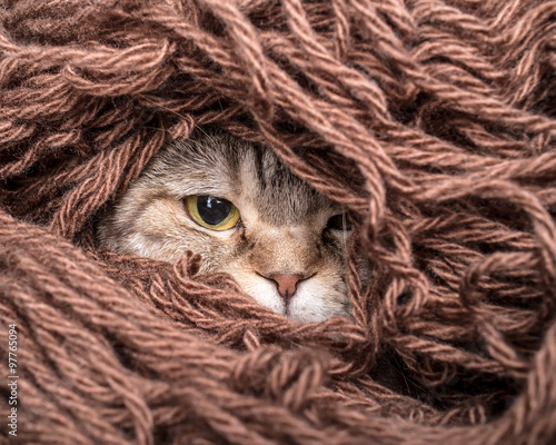 funny cat is preparing for the cold autumn and winter, wrapped up and hide in the pile thread woolen yarn at home
