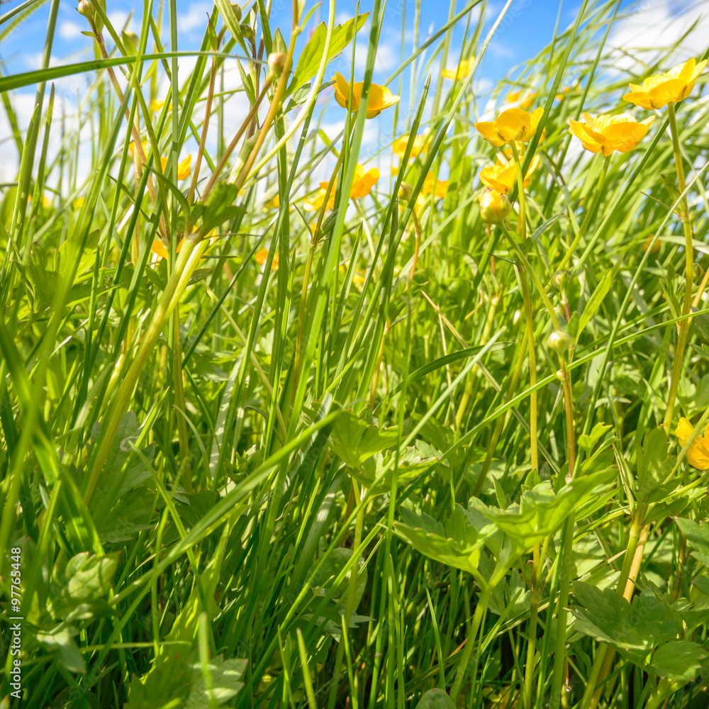 meadow meadow