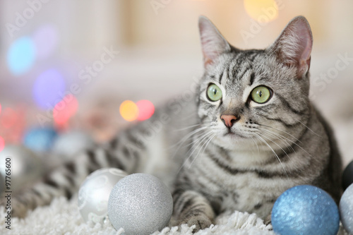 Fototapeta Naklejka Na Ścianę i Meble -  Beautiful cat on light background