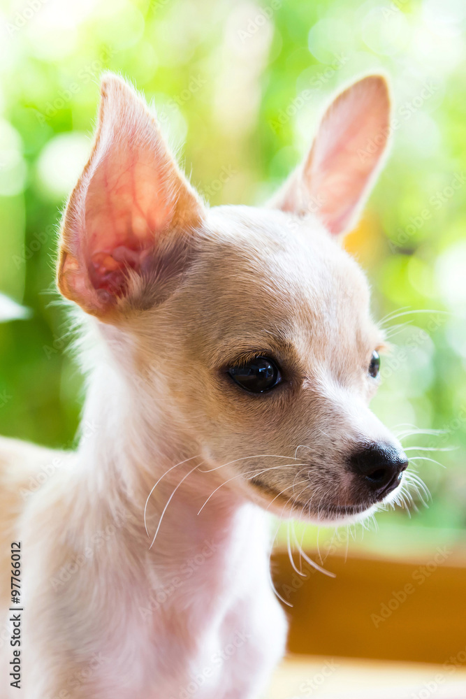 Brown Chihuahua puppy Sarawasi Brown Chihuahua puppy Sarawasi