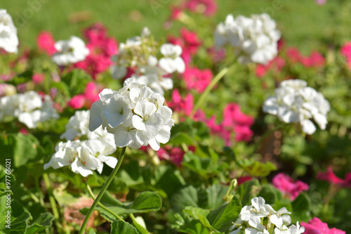 Fototapeta Naklejka Na Ścianę i Meble -  White Geranium Flowers in sun shine