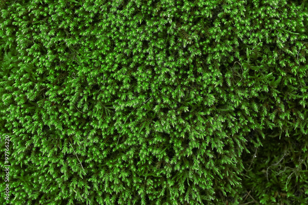 Spruce background, close up Spruce background, close up