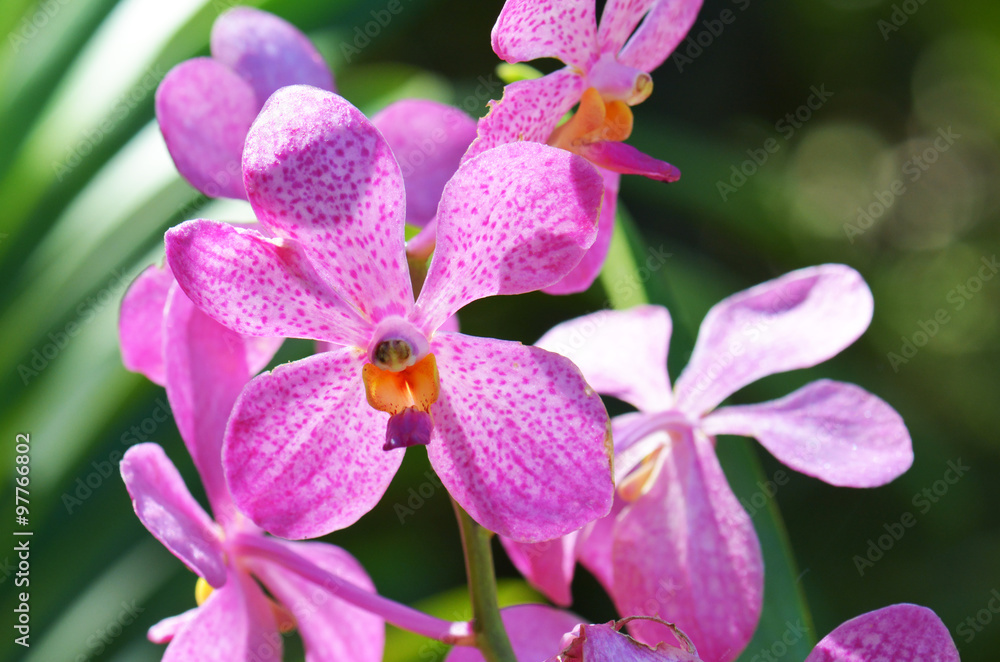 Obraz premium Bouquet of flowers orchids