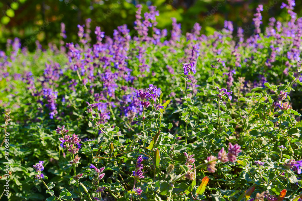 Obraz premium Bush with lilac flowers, close up