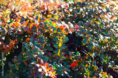 Green leaves background