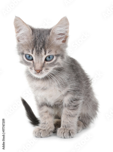Cute little grey kitten, isolated on white