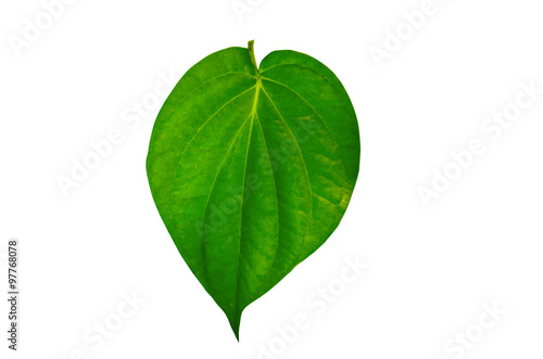 Tableau sur toile Green betel leaf isolated on white background