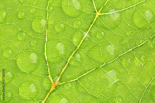 green leaf texture with water droplet, one shot