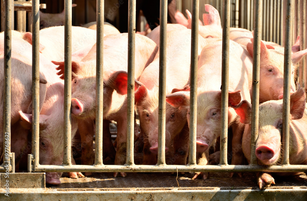 Young pig at pigsty. Pig farm Young pig at pigsty. Pig farm