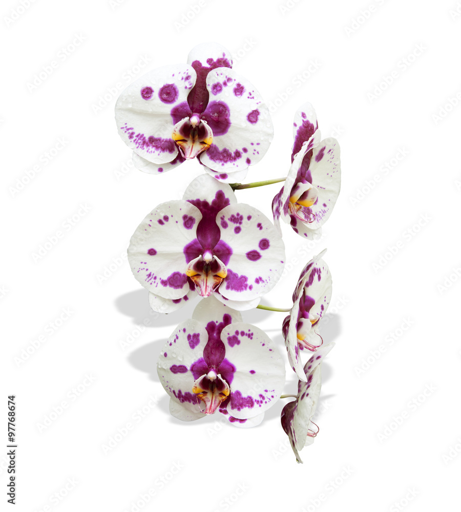 Obraz premium Orchid