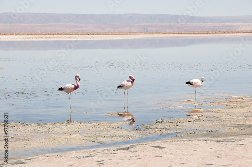 Flamingos - Chaxa Lagoon - Chile © Adwo