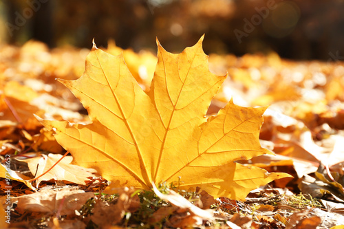 Golden autumn leaves on the ground, close up