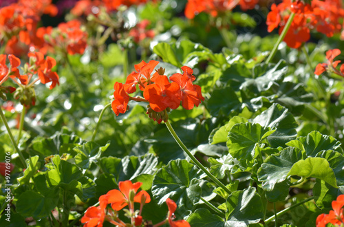 Fototapeta Naklejka Na Ścianę i Meble -  Red bicolor geraniums in the garden