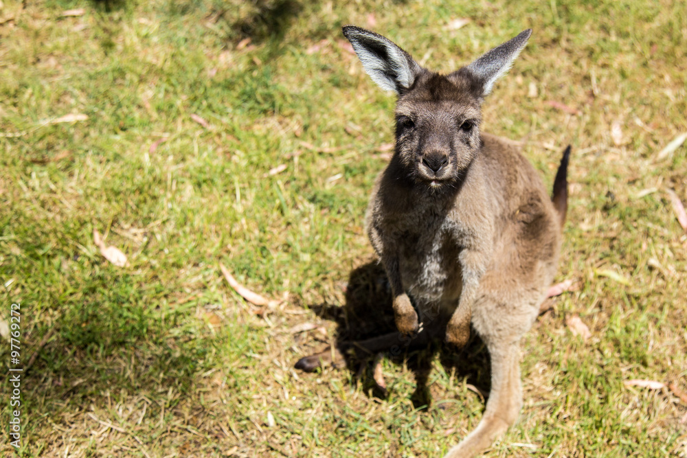 Kangaroo at Cleland wildlife park south australia Kangaroo at Cleland wildlife park south australia