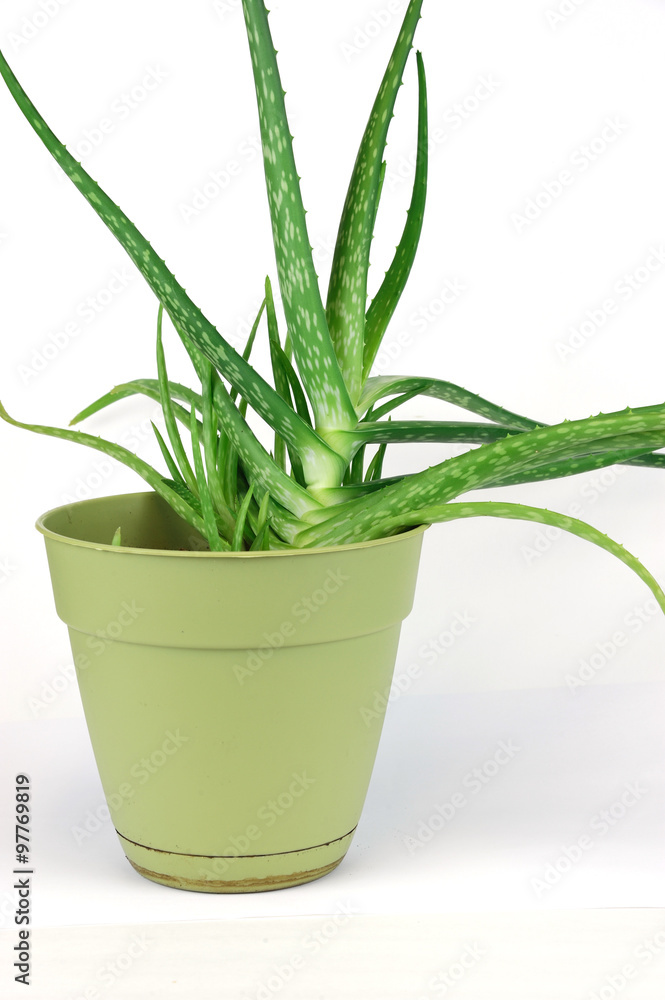 fresh aloe in pot fresh aloe in pot