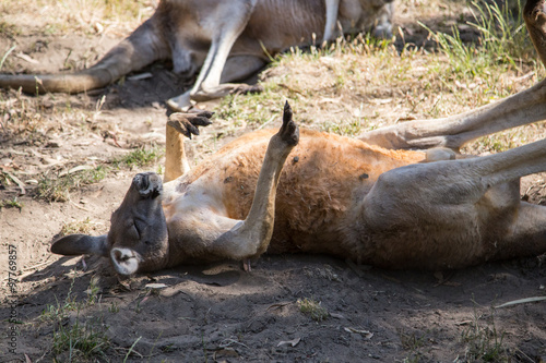 Kangaroo at Cleland wildlife park south australia © ricktravel
