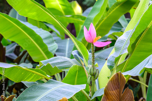 Bua Luang flower, Musa hybrids MUSACEAE bloom.