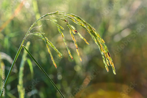Bilde på lerret Close up of golden rice paddy in rice field.