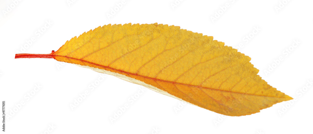 Beautiful autumn leaf, isolated on white Beautiful autumn leaf, isolated on white