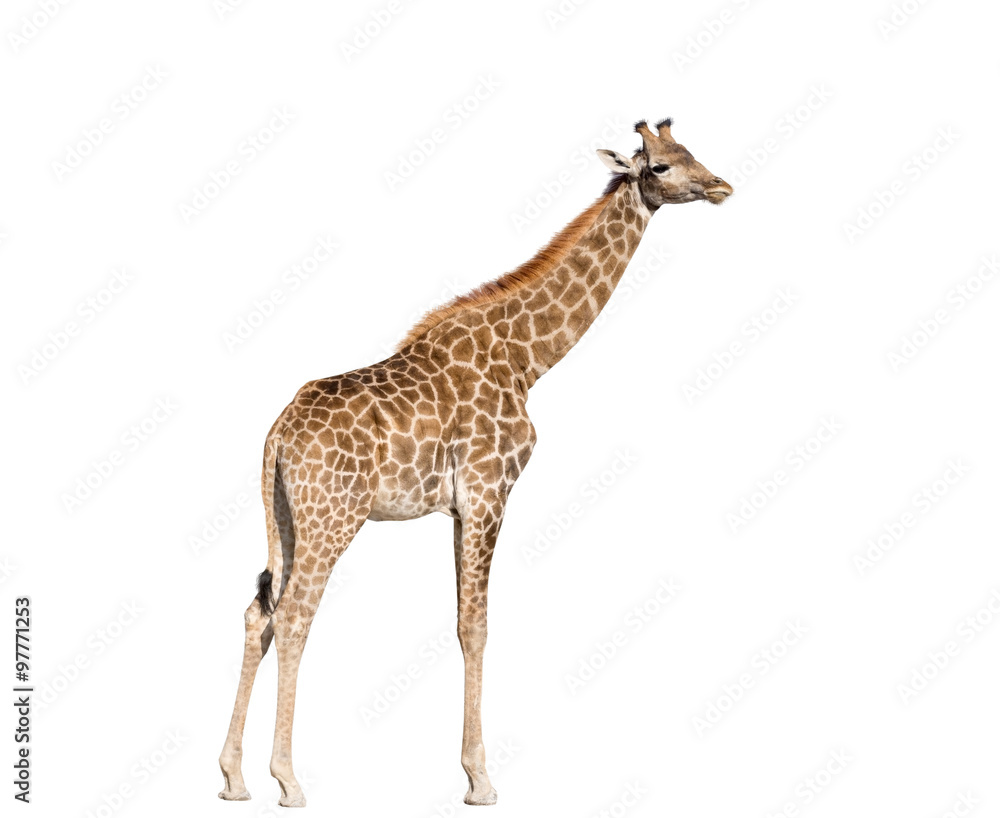 Giraffe isolated on white background