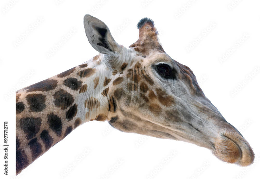 Obraz premium Giraffe head face