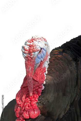 big beautiful Turkey